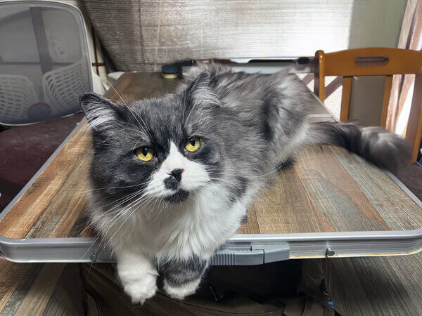 マンチカン猫ペットシッター
