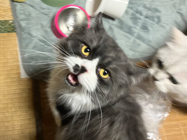 マンチカン猫ペットシッター