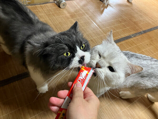 マンチカン猫ペットシッター