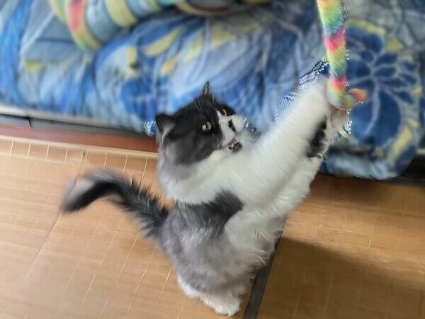 マンチカン猫ペットシッター