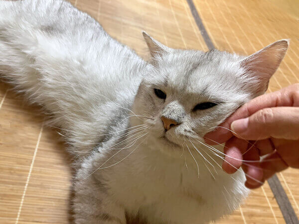 ミヌエット猫ペットシッター