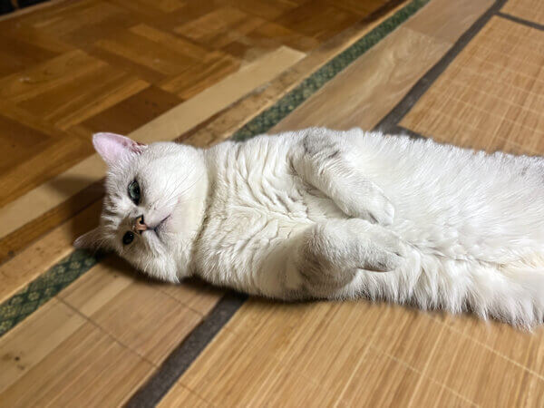 ミヌエット猫ペットシッター