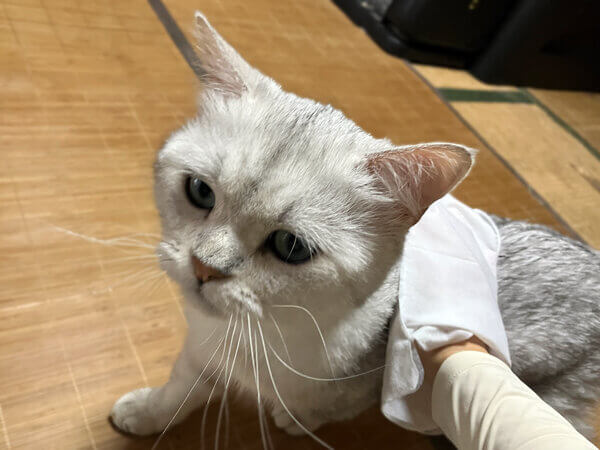 ミヌエット猫ペットシッター