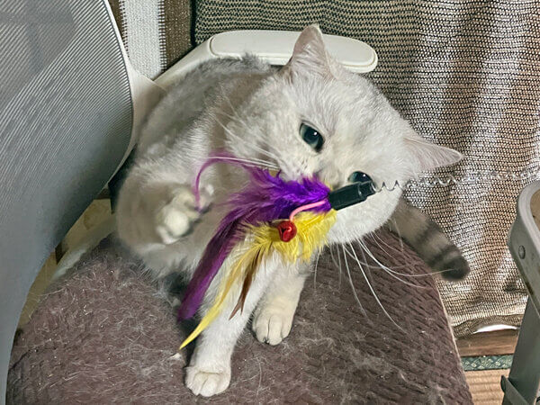 ミヌエット猫ペットシッター