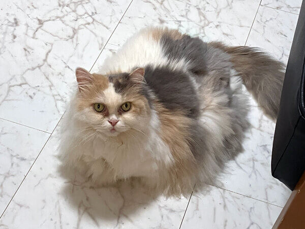マンチカン猫ペットシッター