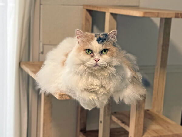 マンチカン猫ペットシッター