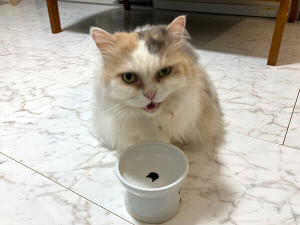 マンチカン猫ペットシッター