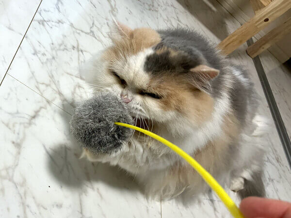 マンチカン猫ペットシッター