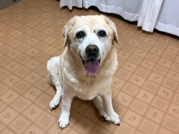 大型犬ゴールデンレトリバーペットホテル