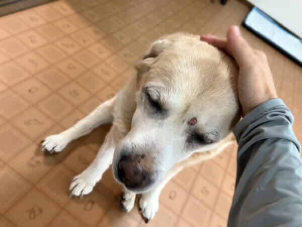 大型犬ラブラドールレトリバーペットホテル