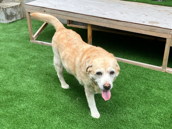 大型犬ラブラドールレトリバーペットホテル