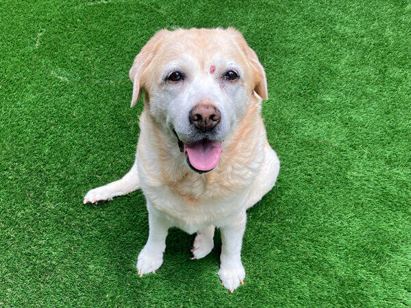 大型犬ラブラドールレトリバーペットホテル
