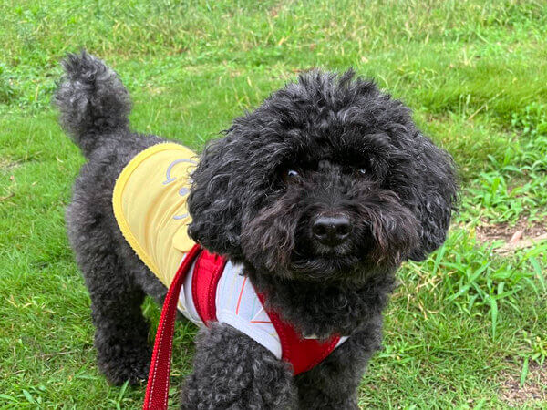 小型犬トイプードルペットシッター