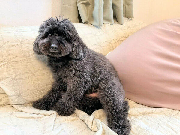 小型犬トイプードルペットシッター