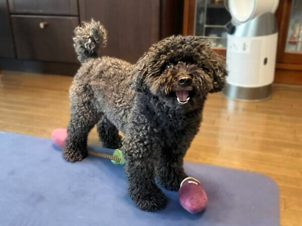 小型犬トイプードルペットシッター