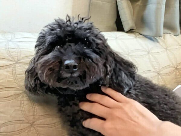 小型犬トイプードルペットシッター