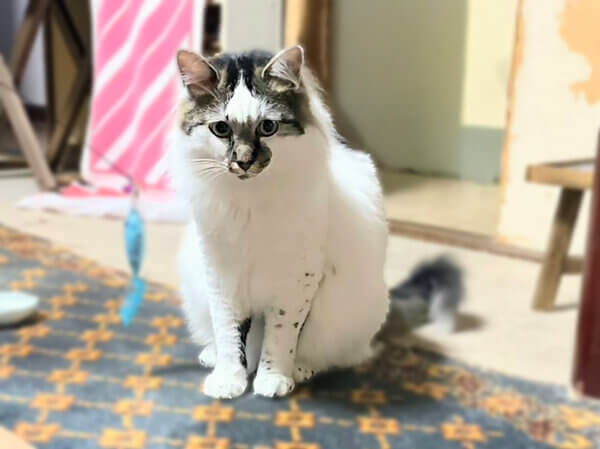 猫ペットシッター