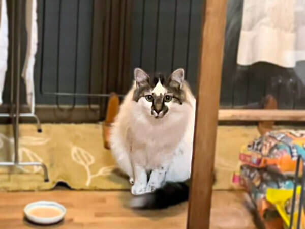 猫ペットシッター
