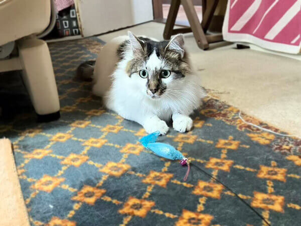 猫ペットシッター