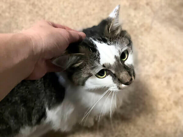 猫ペットシッター