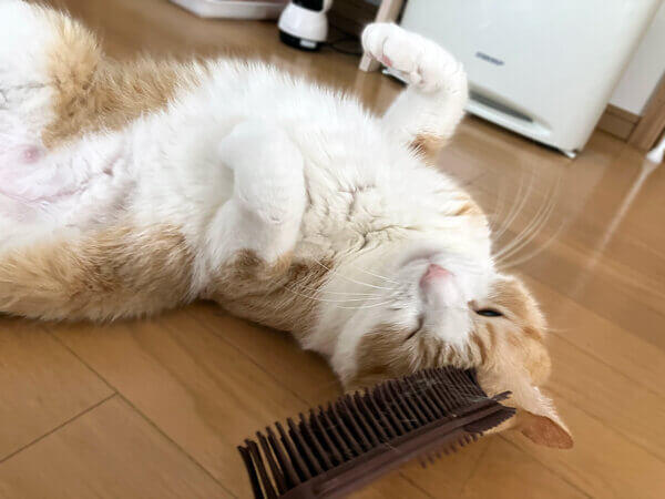 猫ペットシッター