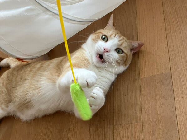 猫ペットシッター