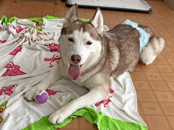 シベリアンハスキーペットホテル