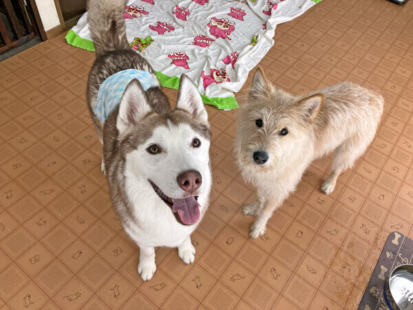 シベリアンハスキーペットホテル
