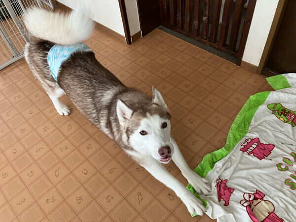 シベリアンハスキーペットホテル