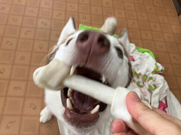 シベリアンハスキーペットホテル
