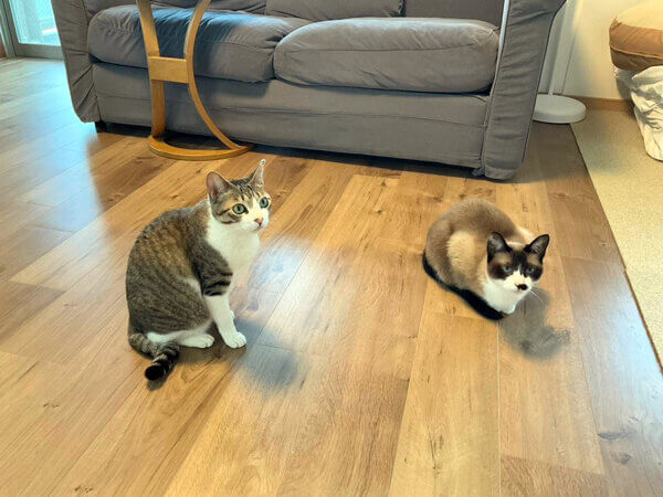 猫ペットシッター