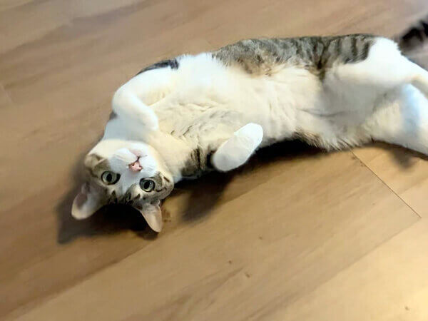 猫ペットシッター