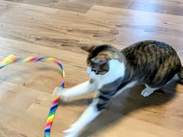 猫ペットシッター