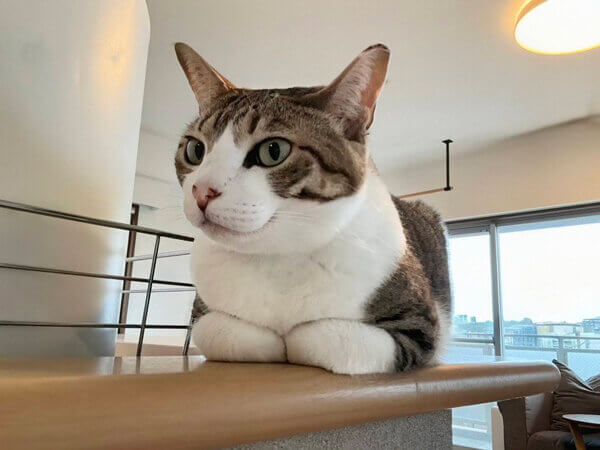 猫ペットシッター