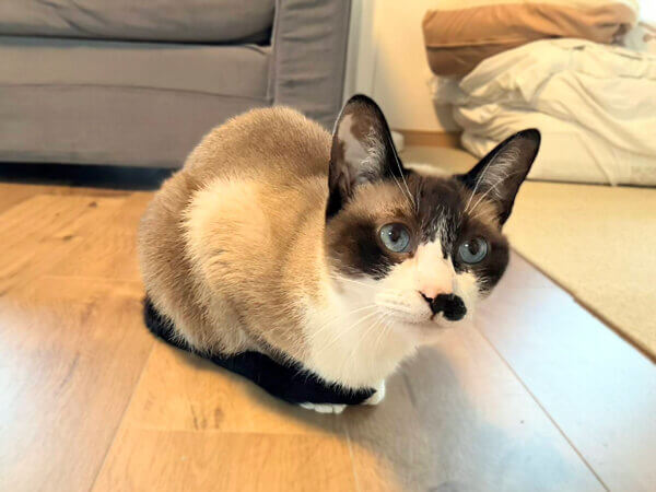 猫ペットシッター