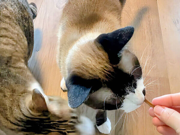 猫ペットシッター