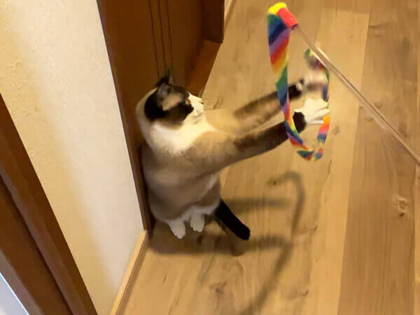猫ペットシッター