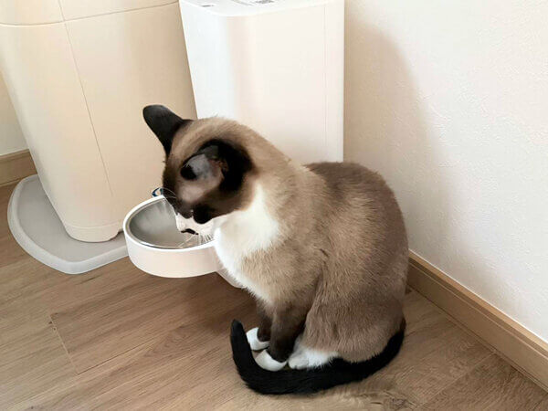 猫ペットシッター