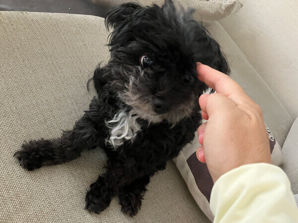 チワワ×トイプードル小型犬ペットシッター
