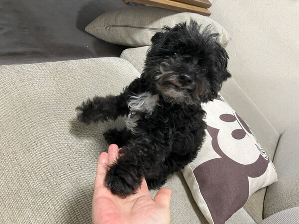 チワワ×トイプードル小型犬ペットシッター