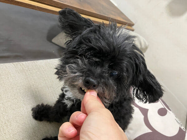 チワワ×トイプードル小型犬ペットシッター