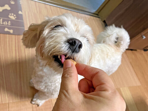 小型犬マルプーペットホテル