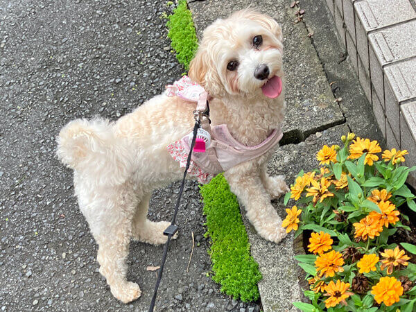 小型犬マルプーペットホテル