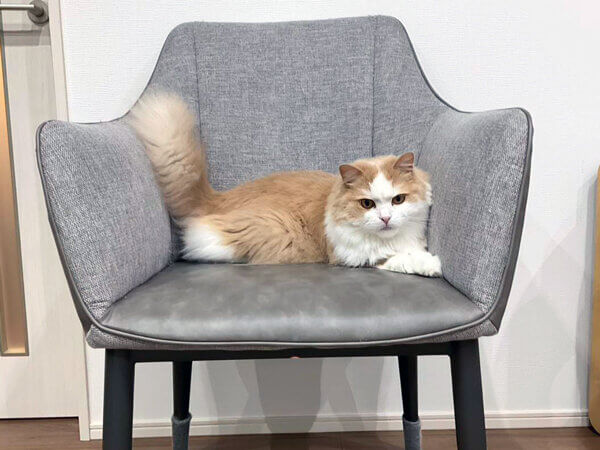 猫ペットシッター