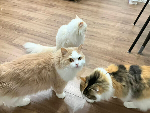 猫ペットシッター