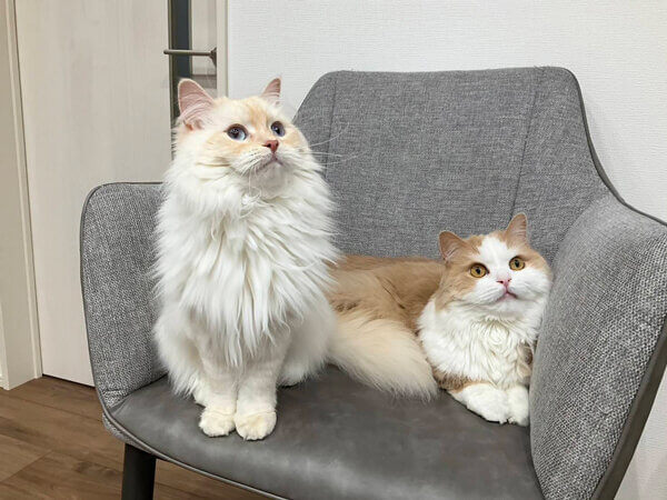 猫ペットシッター