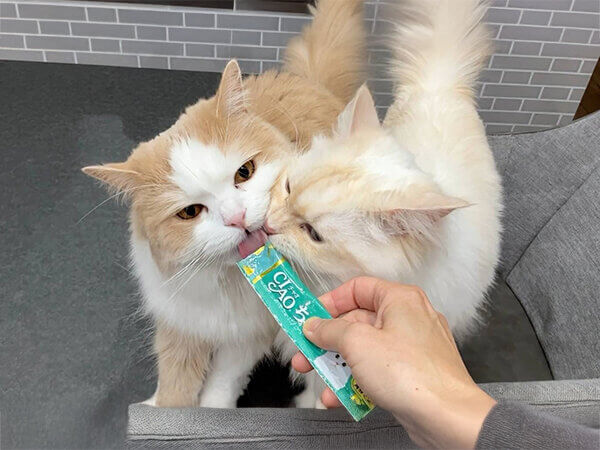 猫ペットシッター
