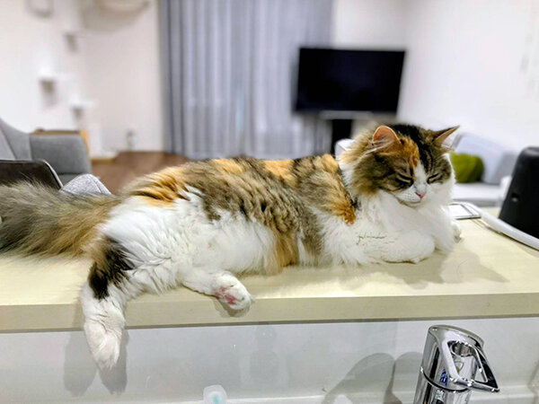 猫ペットシッター