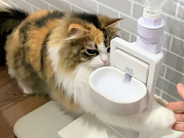猫ペットシッター