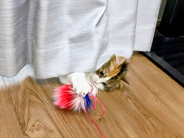 猫ペットシッター